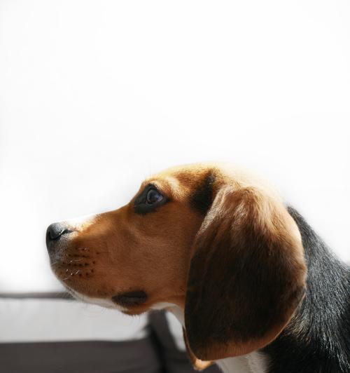 科学饲养比格犬的方法（注意事项和关键技巧）