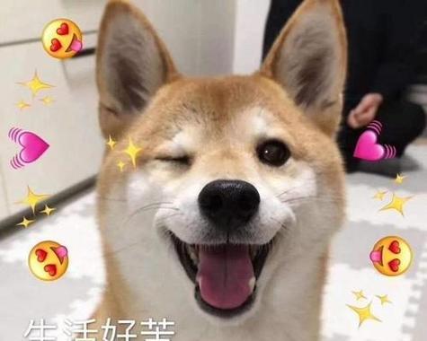 明星养狗风靡一时（揭秘明星与爱犬之间的深情厚意）