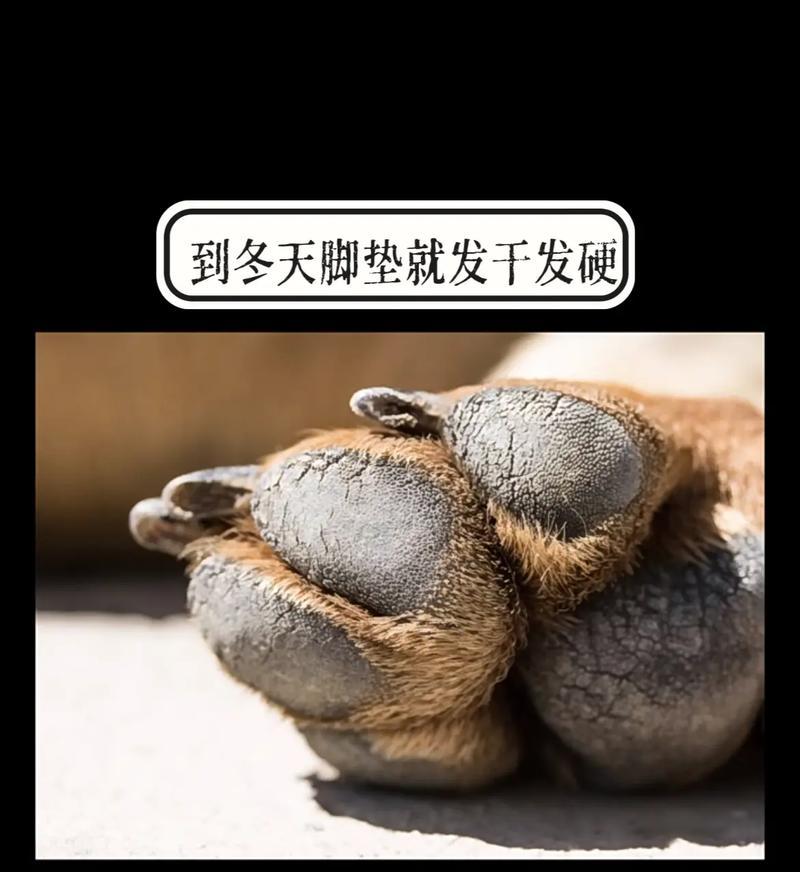 狗脚垫角化过度问题解决方案（角化过度的狗脚垫如何处理好，让它们舒适健康）