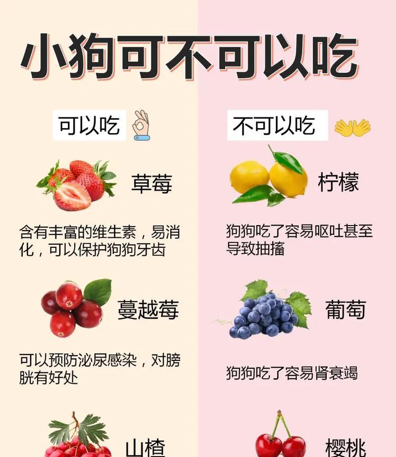 幼犬的饮食需求（了解幼犬可以食用的食物，让它们更健康成长）