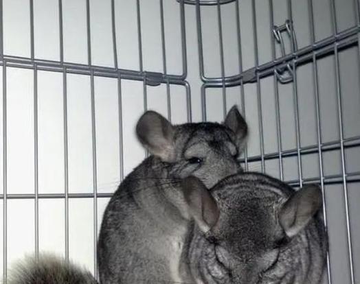 如何给龙猫量体温？（掌握正确方法，给龙猫安全舒适的体温检测。）