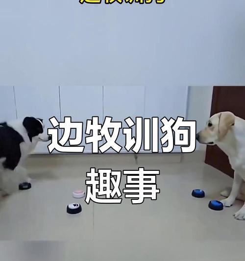 边境牧羊犬训练的要点与方法（培养边境牧羊犬的工作本能，提高服从性与智力）