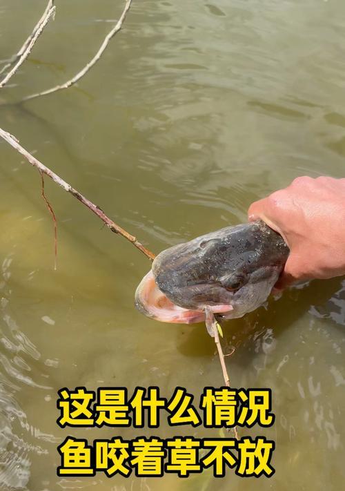 饲养喜食鱼类提高养殖效果的秘诀（探索养殖利润的“美食诀窍”）