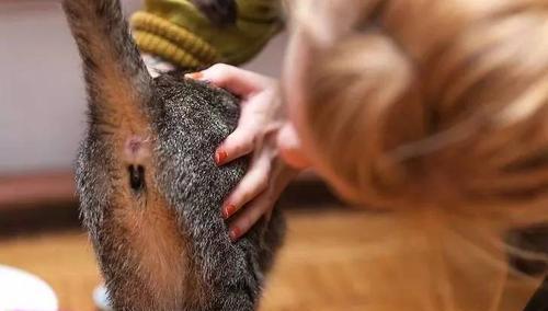 猫绦虫孵化周期及其对猫的健康影响（揭秘猫绦虫的孵化过程和预防措施）