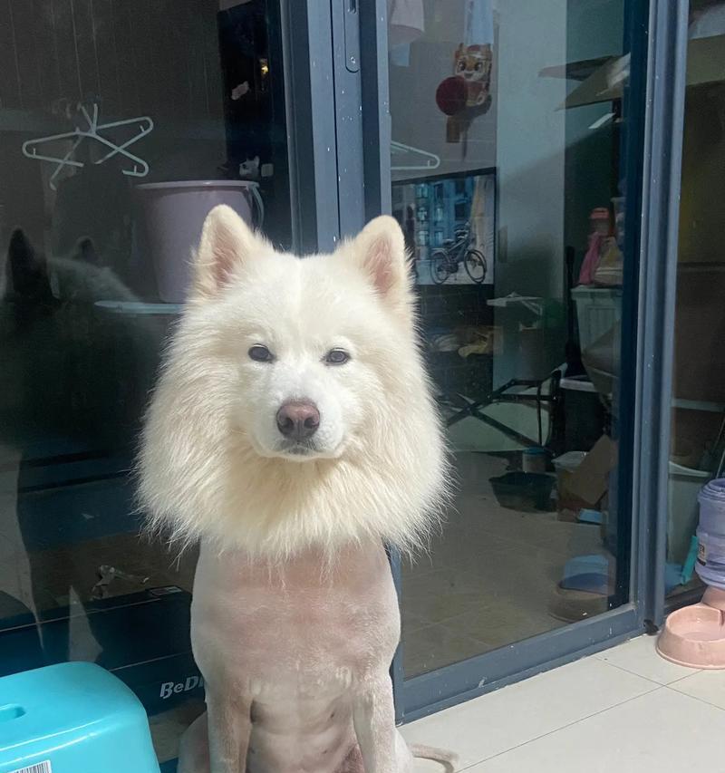 剃毛后的萨摩犬毛发生长周期及关键影响因素（探究萨摩犬剃毛后新毛长出时间以及毛发生长的影响因素）