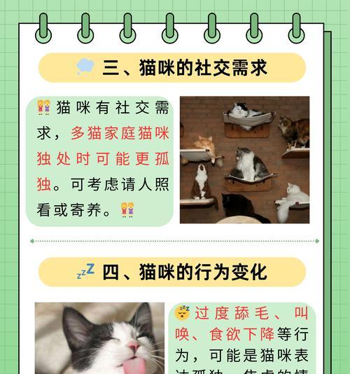 与猫咪和谐相处的秘诀（掌握猫咪语言，建立良好互动关系）