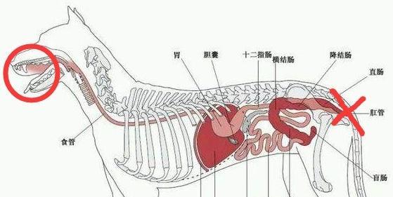 狗狗孕期反应的时长及特征（解析狗狗孕期的反应时间和表现）