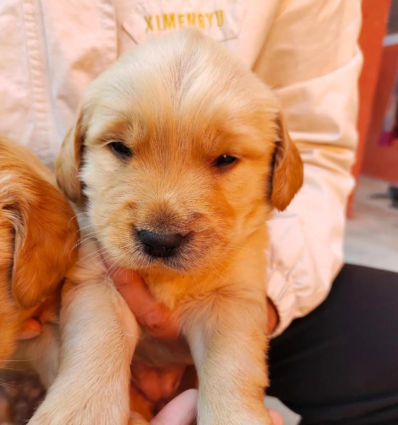 金毛犬的满月周期与饲养关键（探究金毛犬的成长过程，满月周期及其重要性）