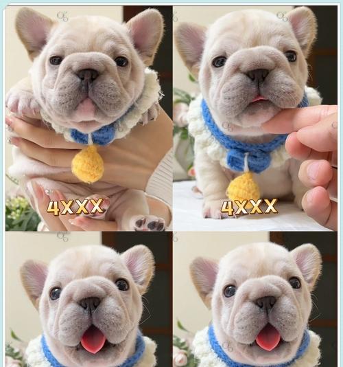 探寻台湾的法斗犬舍宝藏（发掘岛内犬舍文化，揭秘台湾法斗犬舍的辉煌）