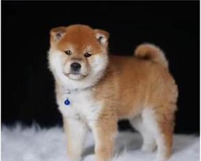 柴犬的寿命及关键因素分析（揭秘柴犬寿命之谜，了解影响其寿命的关键因素）