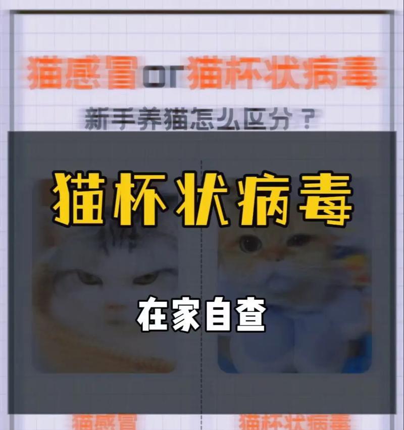 猫病毒感染（揭秘猫病毒感染对猫咪寿命的影响，以及如何延长它们的生命）