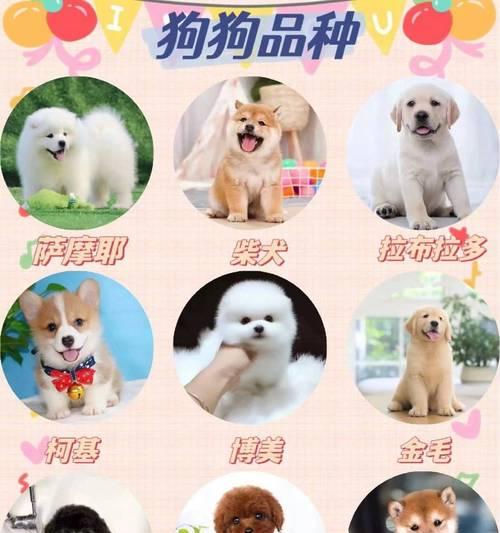 探访襄阳的犬舍天地（发现犬舍的乐园，给狗狗一个温馨家园）