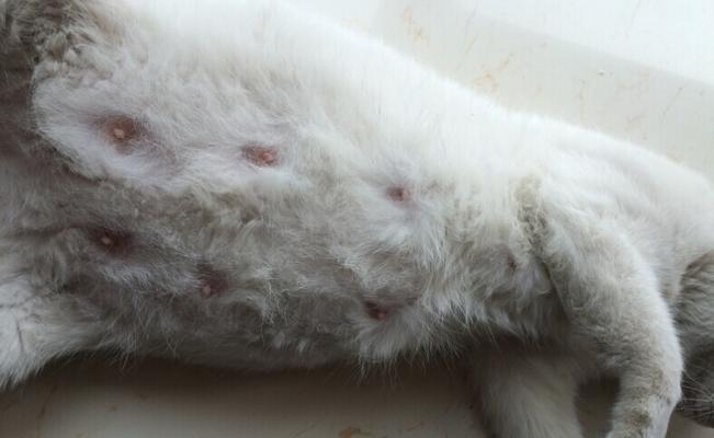 猫咪有胎动，离分娩还有多久？（了解猫咪胎动的时间线及相关迹象）