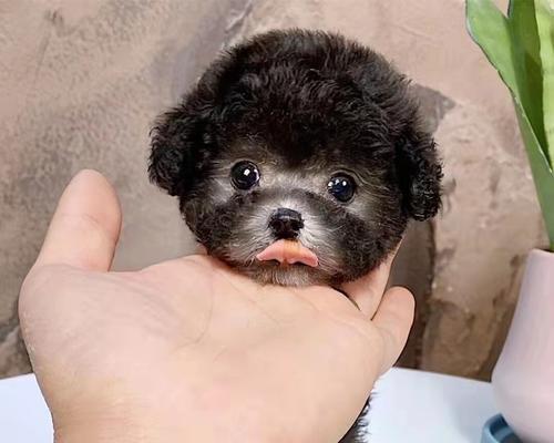 探寻泰迪犬市场价格的五种颜色大盘点（从稀有黑色到常见棕色，揭秘不同颜色泰迪犬的价格走势）