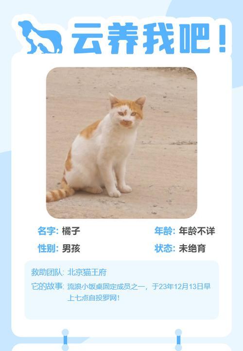 多个网站供您选择，轻松领养宠物（寻找您的新家庭成员从这些网站开始）