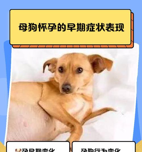 狗怀孕时间的测定方法及注意事项（狗妈妈怀孕多久能测出来？如何判断狗狗是否怀孕？）