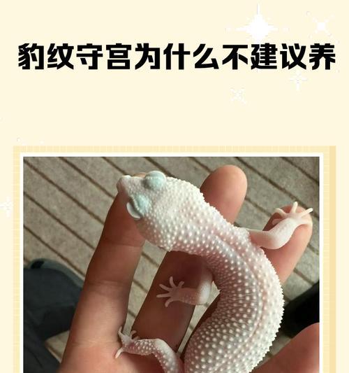 豹纹守宫的饲养指南（了解豹纹守宫的饲养环境和布置要点，让它们健康快乐地生活）