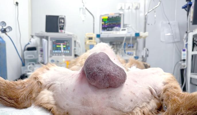 公犬绝育后的恢复时长及注意事项（了解公犬绝育的恢复时间和必要的护理措施）