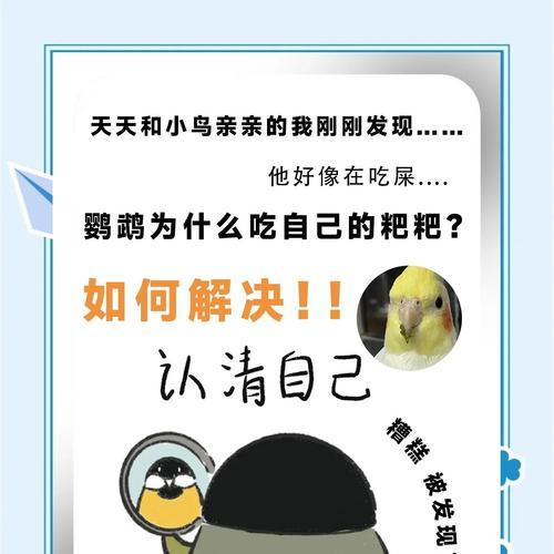 鹦鹉的饮食习惯及喂养频率研究（揭开鹦鹉饲养的秘密——每日摄食量和喂养时间的重要性）