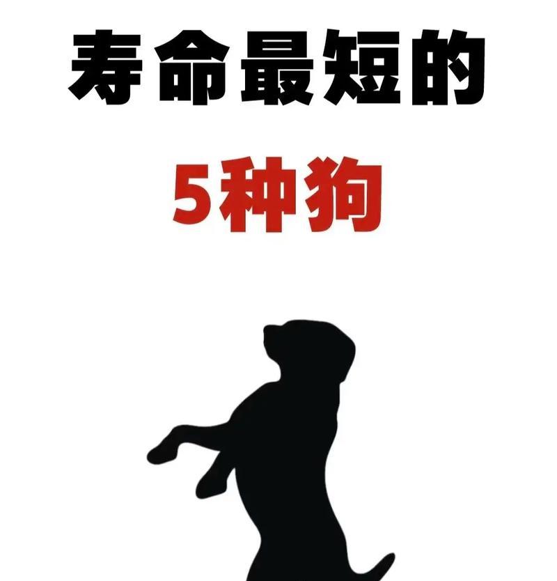 探寻狗的寿命之谜（揭秘狗的寿命）