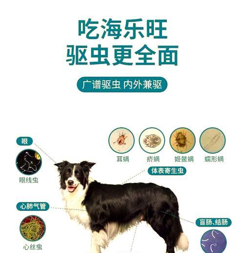 小狗驱虫后的饮食注意事项（小狗驱虫后进食时间安排及饮食要点）
