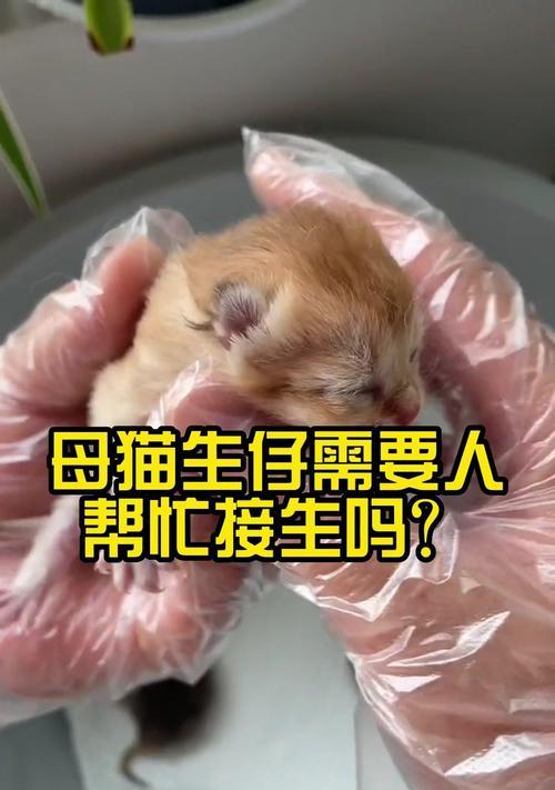 母猫的生产周期（了解母猫的妊娠期、分娩过程和哺乳期）