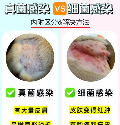 狗狗真菌性皮肤病的康复周期（探讨真菌性皮肤病康复所需时间及关键因素）