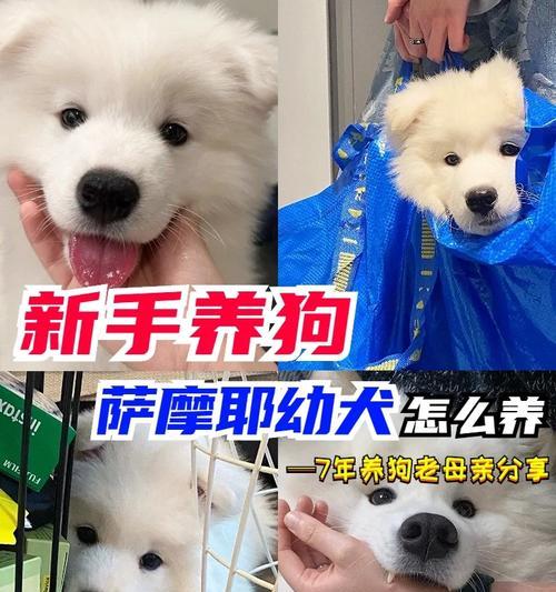 萨摩耶增肥指南（提供给所有有关以萨摩耶有点瘦的主人的宠物养肥建议）