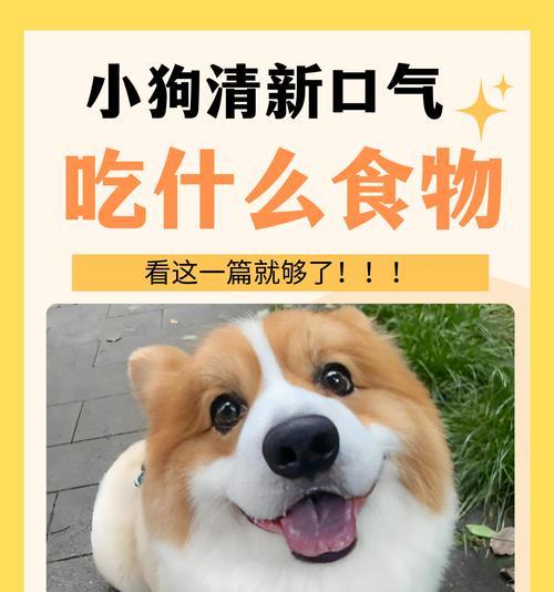 小狗的发明奇迹（探索小狗的创造力与智慧）
