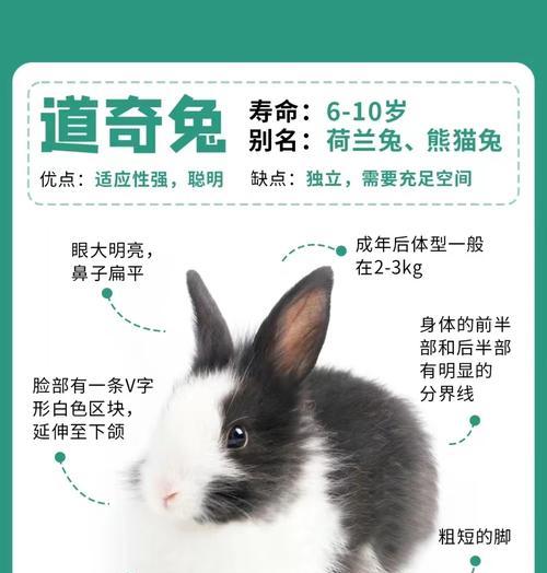 多种宠物可散养？探索与选择（了解适合散养的宠物类型，为你的伙伴提供自由与快乐）