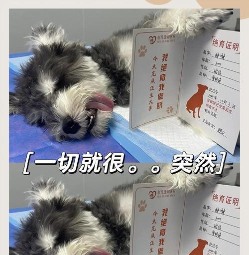 狗狗绝育后多久激素恢复正常？（探讨狗狗绝育手术后激素水平的变化及时间范围）