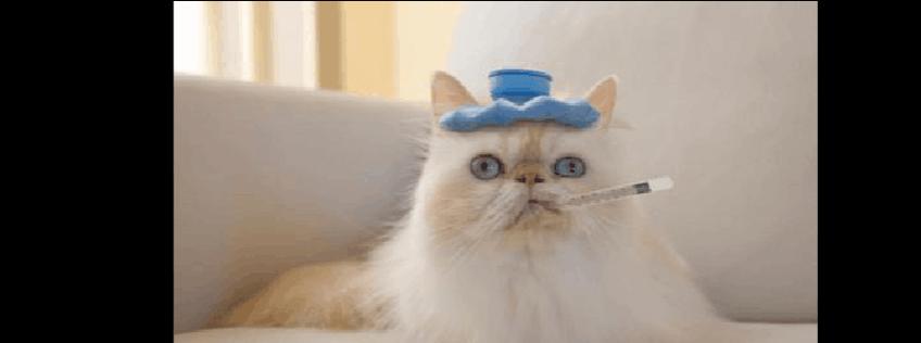 如何判断猫咪是否发烧？（猫咪发烧的症状和诊断方法）