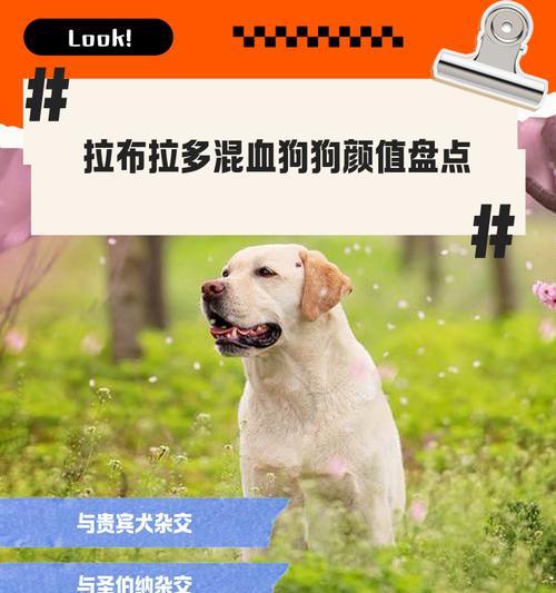 狗狗品种价目表大揭秘！（看看你家狗狗买贵了吗？找对种类，省下大笔开支！）