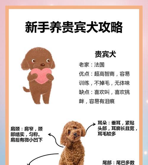 巨型贵宾犬挑食怎么办？（探索适合巨型贵宾犬的狗粮，让它爱上进食！）