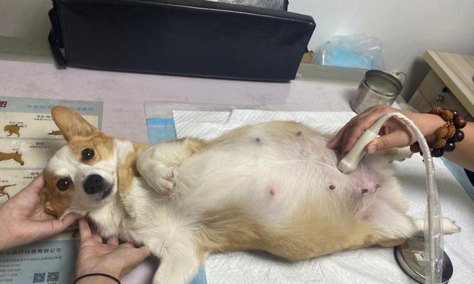 狗剖腹产后的恢复过程及时间（了解狗狗剖腹产术后的康复期，关心它们的健康与快乐）