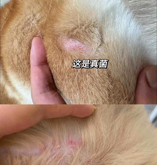 犬真菌感染的种类及防治方法（了解犬真菌感染的各种类型，保护宠物健康）