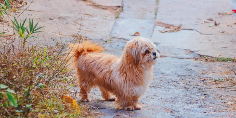 探索中国犬种的多样性与独特性（从汉皇至今，中国犬种的历史与特征）