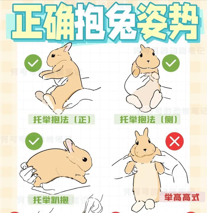 兔兔梳毛全攻略（如何有效地给兔子梳毛）