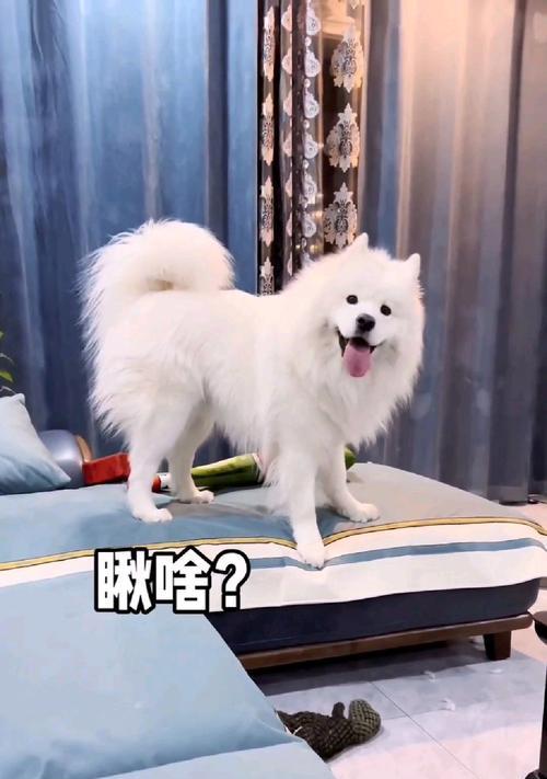 训练你的萨摩耶如何听话（如何有效地训练你的萨摩耶成为一个听话的狗）