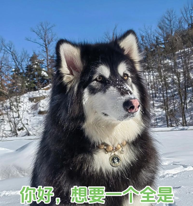 阿拉斯加犬的优缺点（了解阿拉斯加犬的8个优缺点，选择适合自己的宠物伙伴）