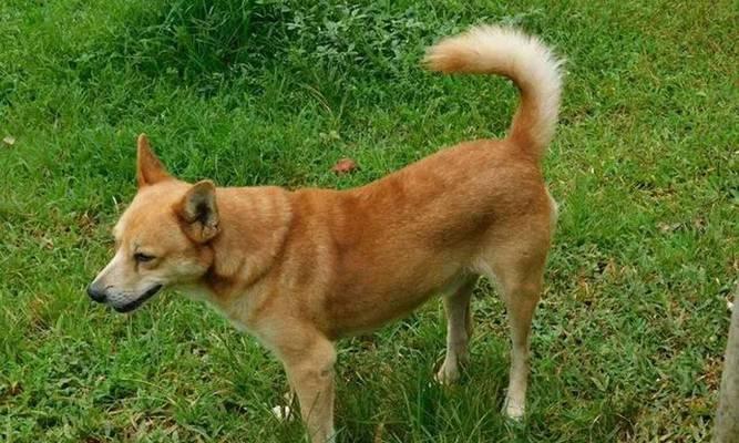 探索农村小型犬的魅力与价值（了解农村小型犬的特点及其在农村社区中的作用）