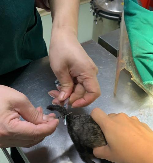 比特犬配种后多久生小狗仔？（繁殖比特犬的时间和注意事项）