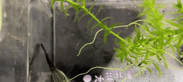 孔雀鱼小苗养护指南（喂食适量，健康成长）
