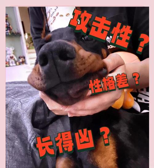 杜宾犬的魅力（不少网友声称养了杜宾犬就不想再换狗了，究竟是什么原因？）
