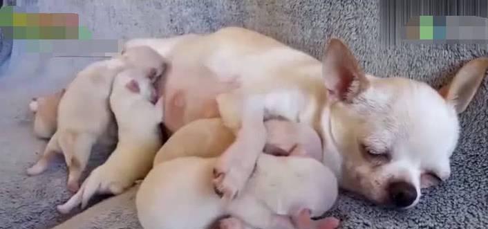 小狗吃母亲奶的适宜时长（探讨小狗喝母乳的持续时间及关键因素）