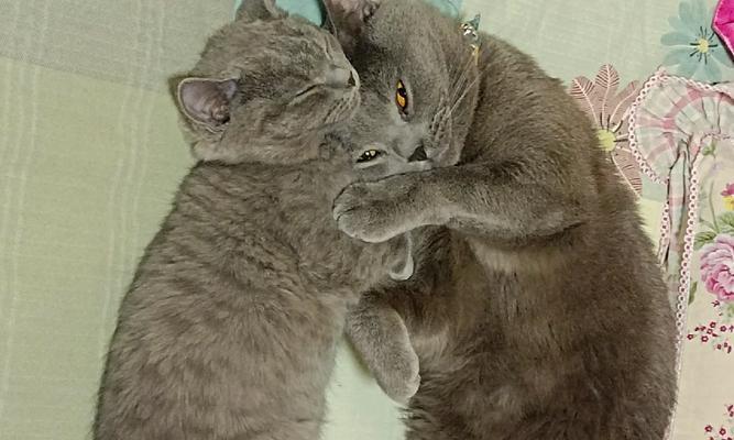 母猫闹猫要多久？（了解母猫发情周期及怀孕期限）