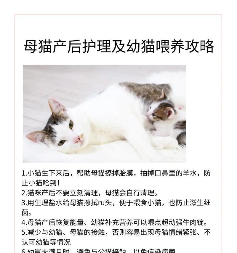 母猫生产后多久可以进行驱虫？（了解正确的驱虫时间，保护母猫和幼猫的健康）