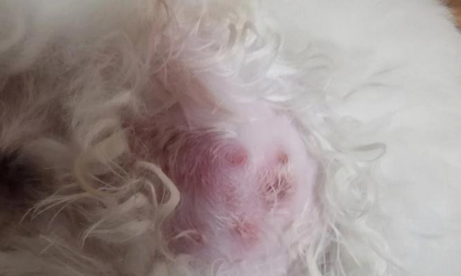 以比熊真菌小包治疗多久能见效？（探讨比熊真菌小包治疗期望及注意事项）