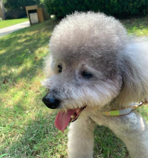 泰迪犬的寿命（探索泰迪犬寿命的因素及如何延长它们的生命周期）