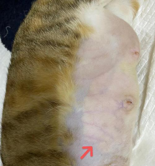 如何处理哺乳期小猫的脱水问题（有效的脱水预防和治疗方法）